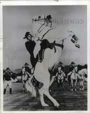 Stampa Foto Lipizzaner