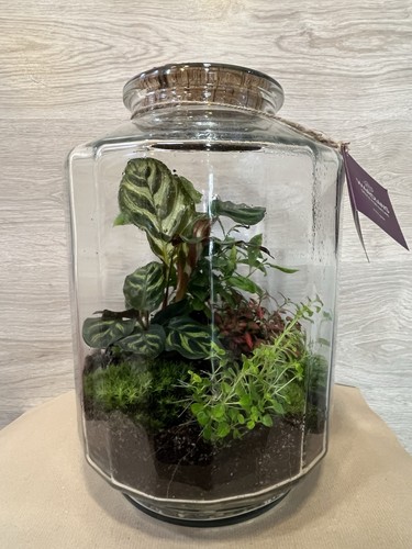 Terrarium wardians piante - wardians.,