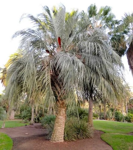 Semillas palmera jalea - 5,