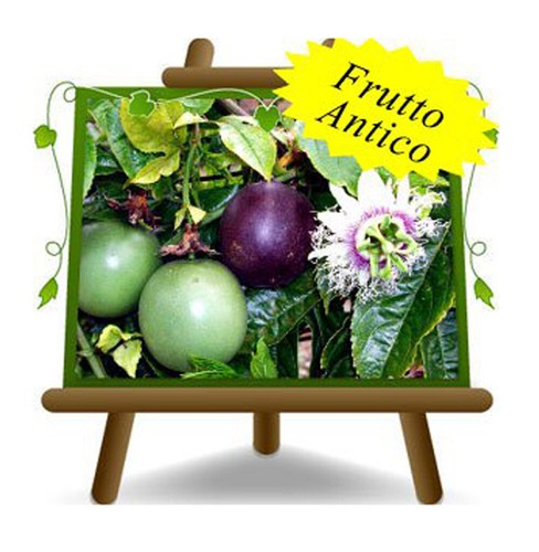 Passiflora edulis frutto - passiflora,