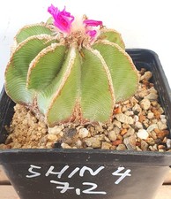 Aztekium hintonii 2 cm - aztekium, hintonii,