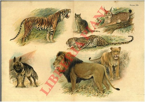 Leone tigre leopardo lince - leone,, leopardo,