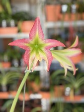 Hippeastrum ESTM-2 x