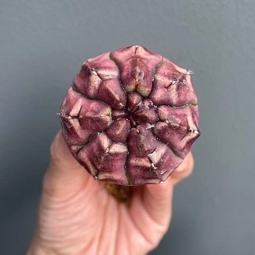Pianta succulenta cactus - succulenta,