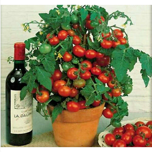 Pomodoro ciliegino nano - ciliegino,