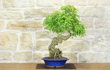 Bonsai di Acero Tridente (32)