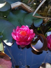 Ninfea piccola rossa