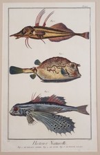 PESCE SCATOLA FUGU PESCE PALLA PESCE VOLANTE DIDEROT D’ALEMBERT BARATTI BOX FISH