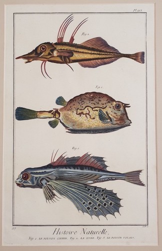 Pesce scatola fugu - pesce,