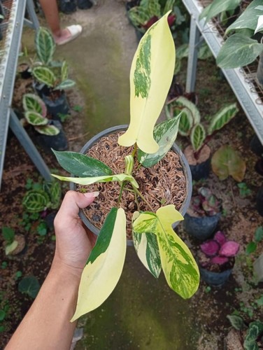 Quadro reale philodendron - quadro,