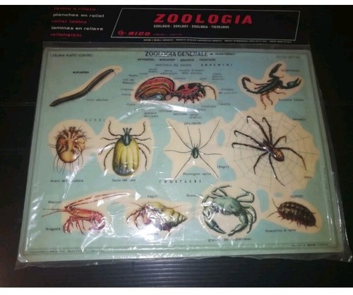 Rico tavola rilievo zoologia - rico,