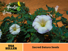 25+ Seeds| Sacred Datura Seeds