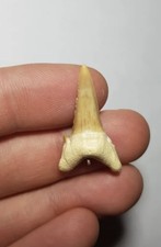Dente fossile squalo - squalo, dal