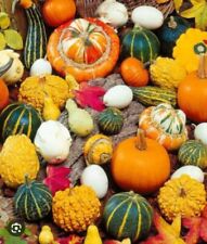 20 SEMI  DI ZUCCA ORNAMENTALE IN MISCUGLIO- MINI ZUCCHE -ZUCCHETTE MIX COLORATE