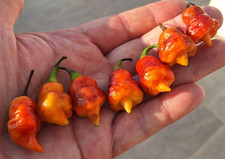 15 semi peperoncino TRINIDAD