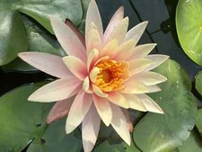 NINFEA CREMA CON VASO RETATO