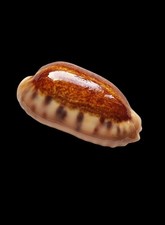Shell cypraea erronea caurica - shell,