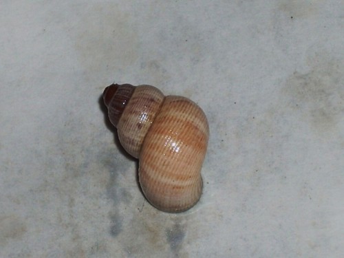 Pomatias elegans wooooow - pomatias,