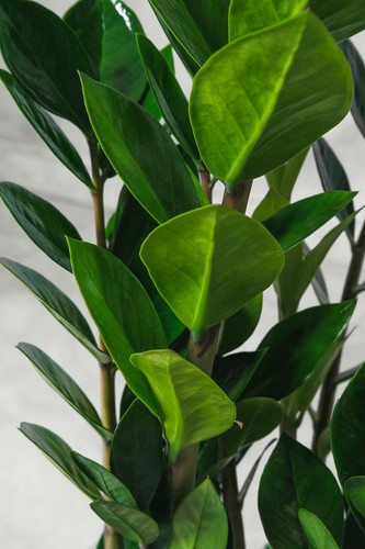 Pianta zamioculcas - di,