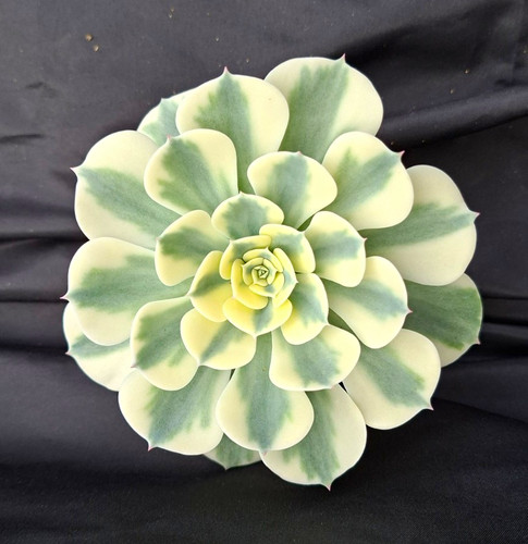 Echeveria compton carousel - echeveria, 'compton