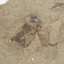 Placca fossile di insetti -