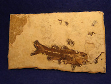 PESCE FOSSILE  SMERDIS MINUTUS - OLIGOCENE - ALPI ALTA PROVENZA - FRANCIA. N° 3