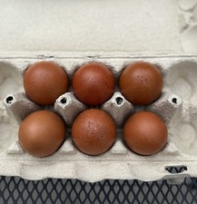 6+ BBS Copper Marans Hatching