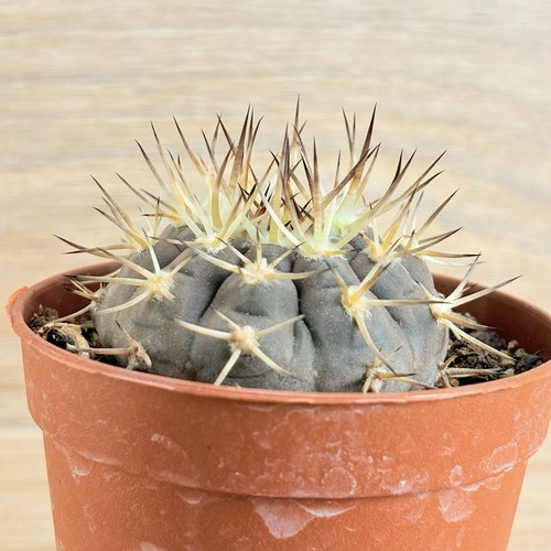 Gymnocalycium riojense pot - ,