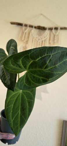 Taglio vaso anthurium - taglio, in