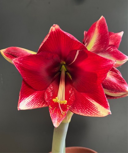 Hippeastrum american dream - dream,