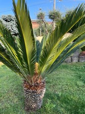 cycas