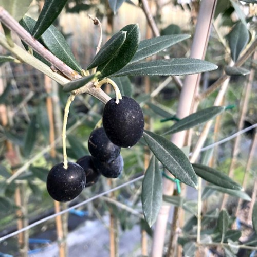 Piante di ulivo - 50,