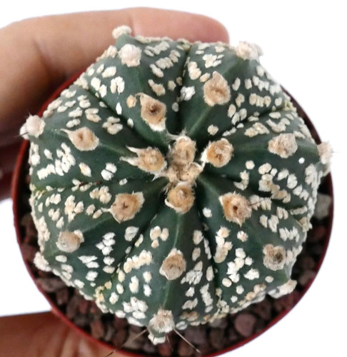 Astrophytum onzuka x - astrophytum,