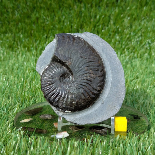 Pseudolioceras ammonite north - pseudolioceras,
