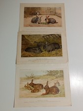 1899 1900 stampa antica - 1899-1900,