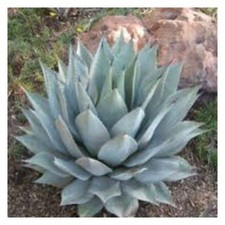 50 graines d'agave parryi ssp. parryi,seed succulents F