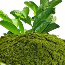 Foglie guava - foglie, di