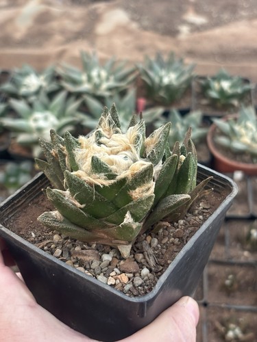 Ariocarpus bravoanus teste - bravoanus,