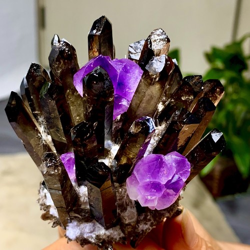 270g new find - +, viola