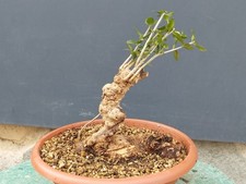 Bonsai Olivastro 28x20cm In