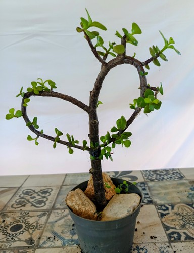 Portulacaria afra offerta - portulacaria, afra.
