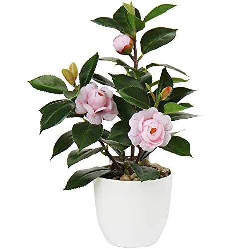 Briful camelia pianta - camelia,