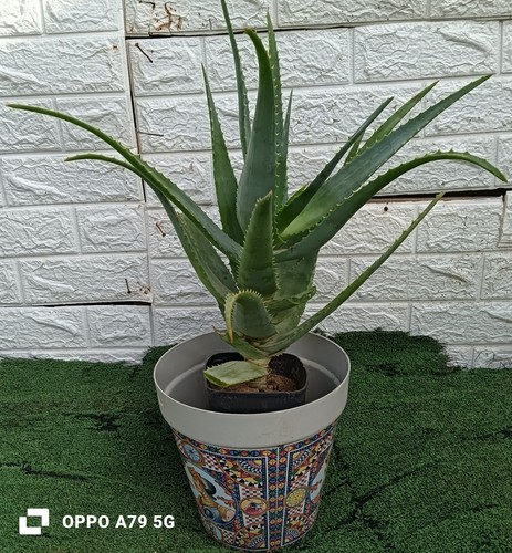 Aloe arborescens - aloe,