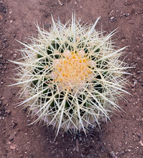 ECHINOCACTUS GRUSONII - PIANTA