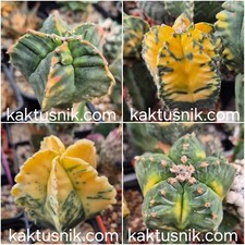 Astrophytum myriostigma