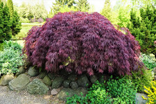 Acero rosso giapponese ad