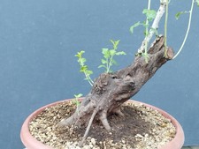 Bonsai Biancospino 30x15cm