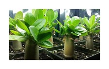 5x Adenium obesum rose del