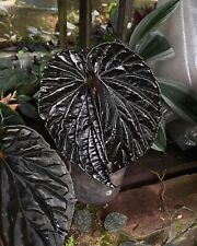 Sale2152 Begonia Black Blood