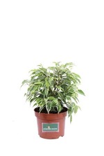 Pianta vera ficus - pianta,